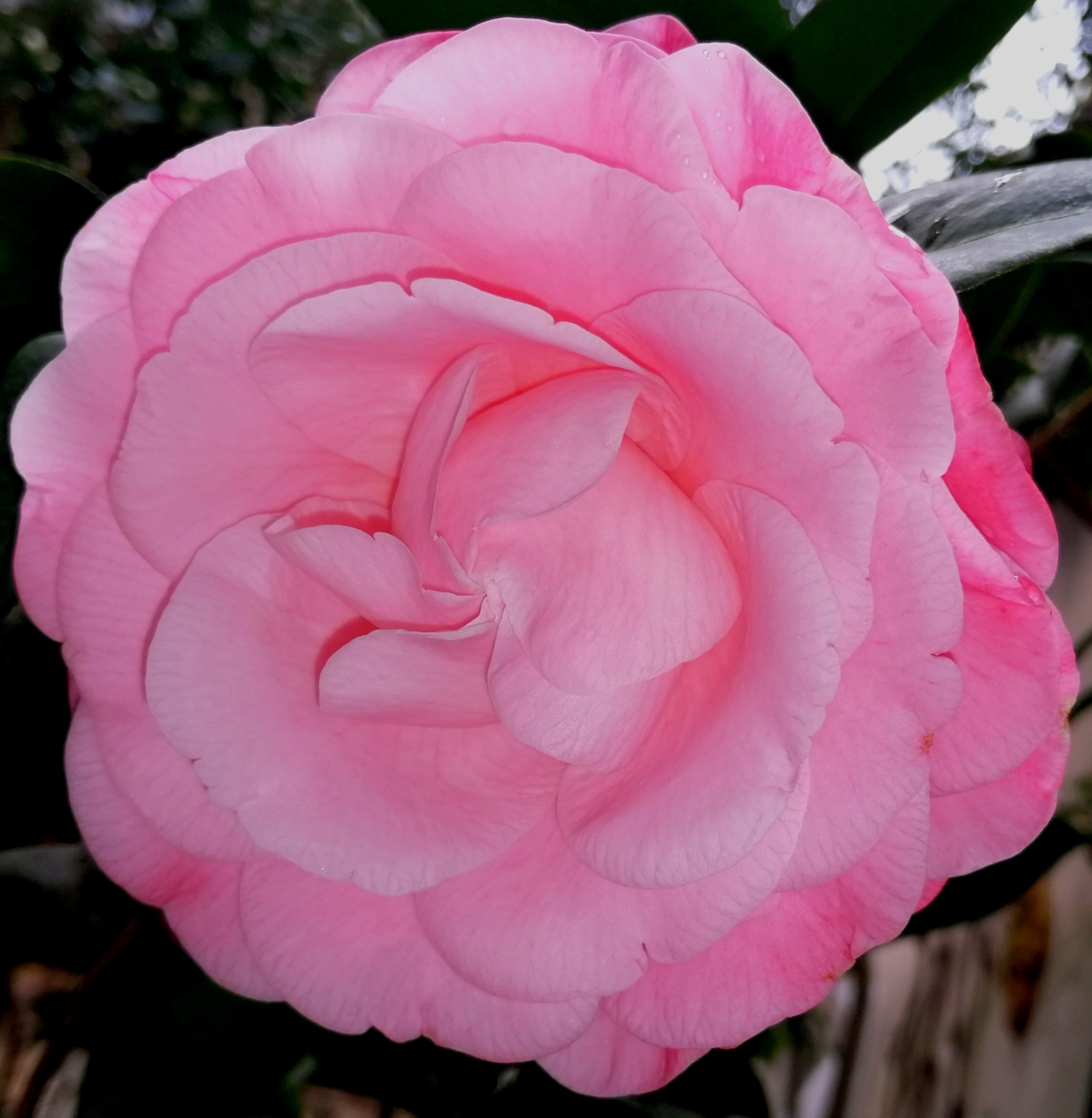 camelia rosa