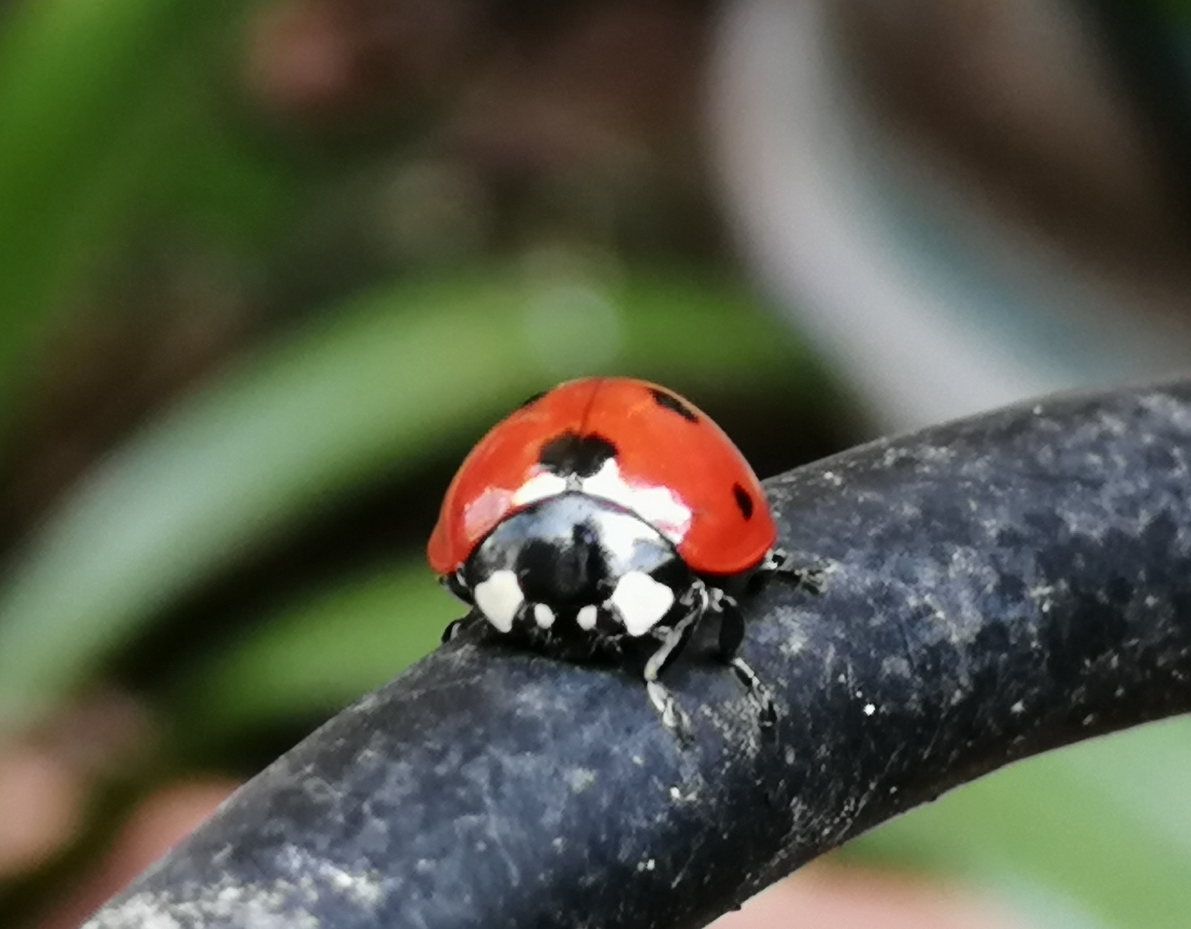 coccinella