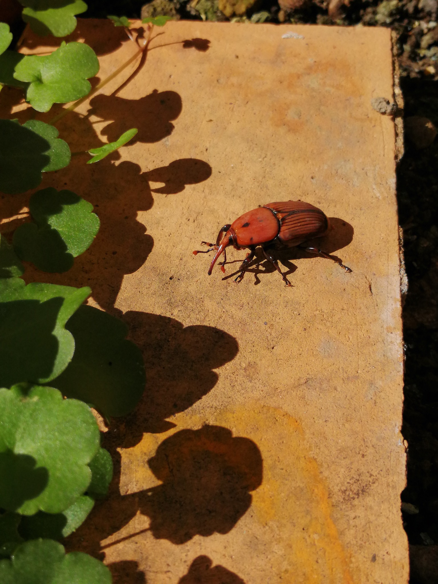 punteruolo rosso