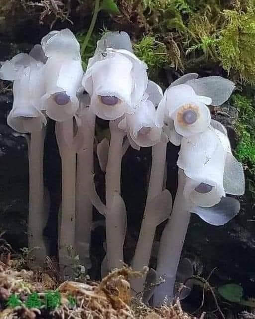 monotropa